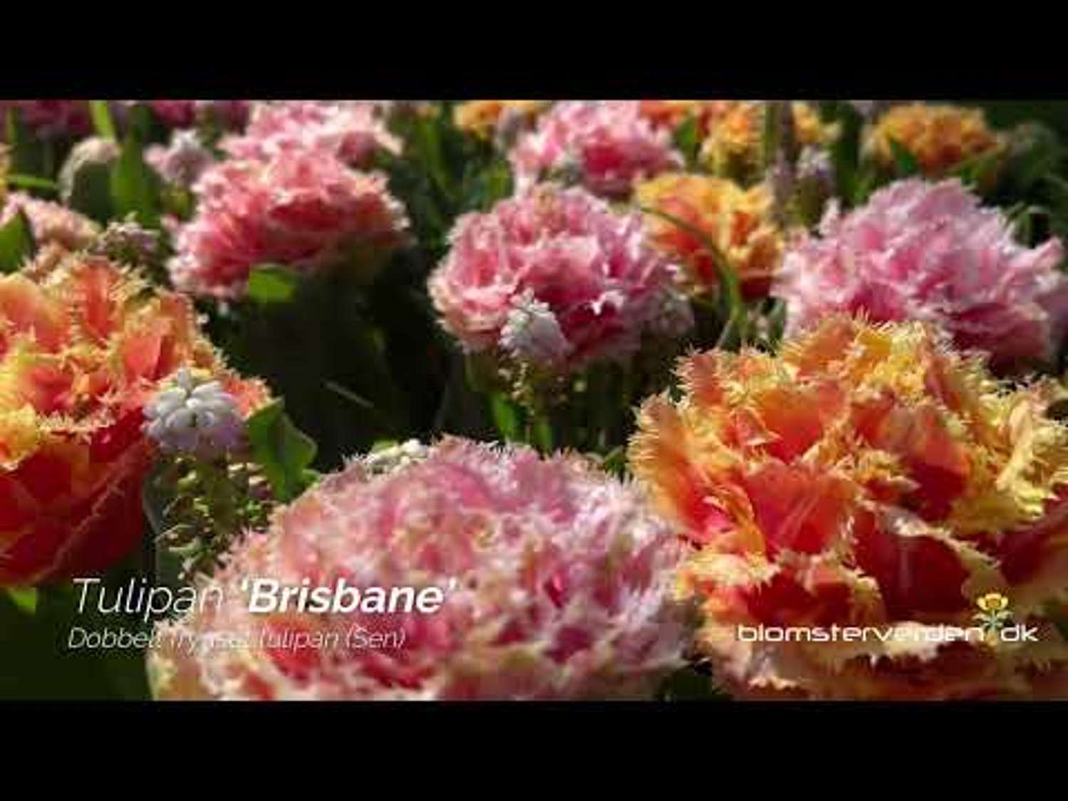 Tulip 'Brisbane'